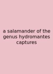 A Salamander Of The Genus Hydromantes Captures