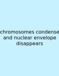 Chromosomes Condense And Nuclear Envelope Disappears