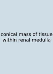 Conical Mass Of Tissue Within Renal Medulla