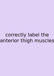 Correctly Label The Anterior Thigh Muscles