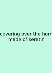 Covering Over The Horn Made Of Keratin