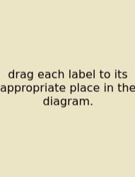 Drag Each Label To Its Appropriate Place In The Diagram.