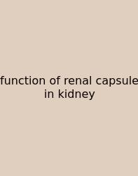 Function Of Renal Capsule In Kidney