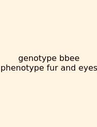 Genotype Bbee Phenotype Fur And Eyes