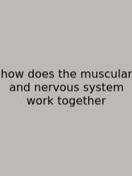 How Does The Muscular And Nervous System Work Together