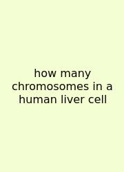 How Many Chromosomes In A Human Liver Cell