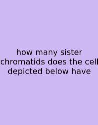 How Many Sister Chromatids Does The Cell Depicted Below Have
