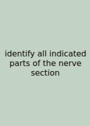 Identify All Indicated Parts Of The Nerve Section