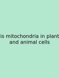 Is Mitochondria In Plant And Animal Cells