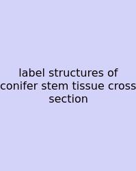 Label Structures Of Conifer Stem Tissue Cross Section