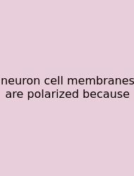 Neuron Cell Membranes Are Polarized Because