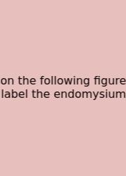 On The Following Figure Label The Endomysium