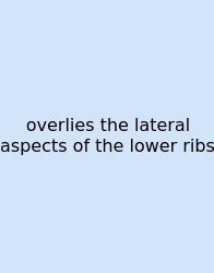 Overlies The Lateral Aspects Of The Lower Ribs