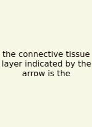 The Connective Tissue Layer Indicated By The Arrow Is The