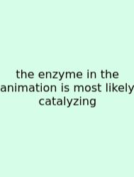 The Enzyme In The Animation Is Most Likely Catalyzing