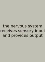 The Nervous System Receives Sensory Input And Provides Output