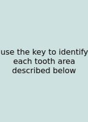 Use The Key To Identify Each Tooth Area Described Below