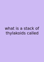 What Is A Stack Of Thylakoids Called