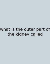 What Is The Outer Part Of The Kidney Called