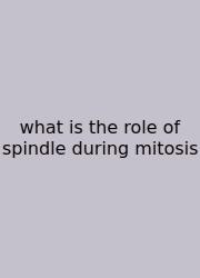 What Is The Role Of Spindle During Mitosis
