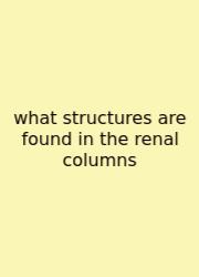 What Structures Are Found In The Renal Columns
