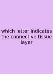 Which Letter Indicates The Connective Tissue Layer