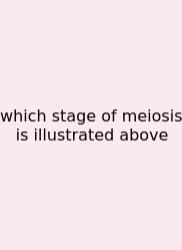Which Stage Of Meiosis Is Illustrated Above