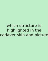 Which Structure Is Highlighted In The Cadaver Skin And Picture